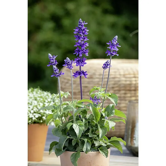 Piardino Mehliger Salbei - Salvia farinacea, Topfgröße: 12 cm, Blau, Violett - Nahaufnahme einer Salvia farinacea im Topf, die ihre violetten Blüten zur Schau stellt und eine natürliche Eleganz ausstrahlt.