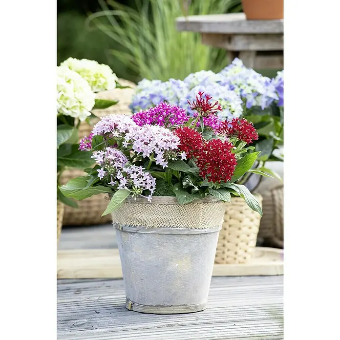 Piardino FünfzahlstrauchPentas lanceolata 'Trio', Topfvolumen: 15 l - Ein mit bunten Pentas-Blüten bepflanzter Topf mit Juteband auf einer Holzterrasse, umgeben von Hortensien in Körben.