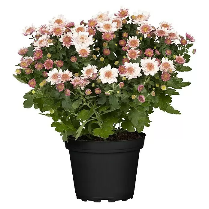 Piardino Herbst-Chrysantheme - Dendranthema Hybride 'Jellyfish', Topfgröße: 14 cm, verschiedene Farben - Vorderansicht