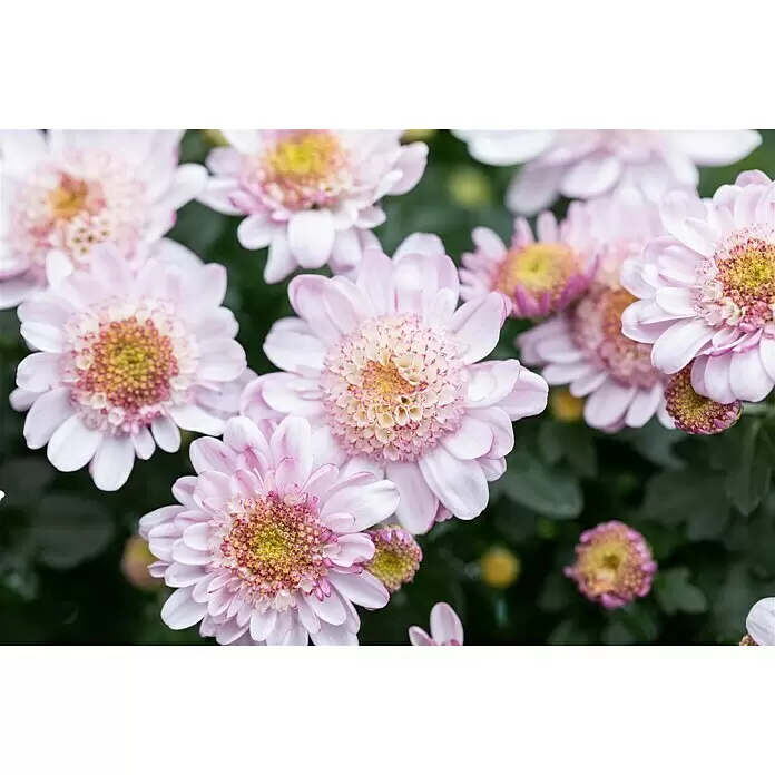 Piardino Herbst-Chrysantheme - Dendranthema Hybride 'Jellyfish', Topfgröße: 14 cm, verschiedene Farben - Detailaufnahme