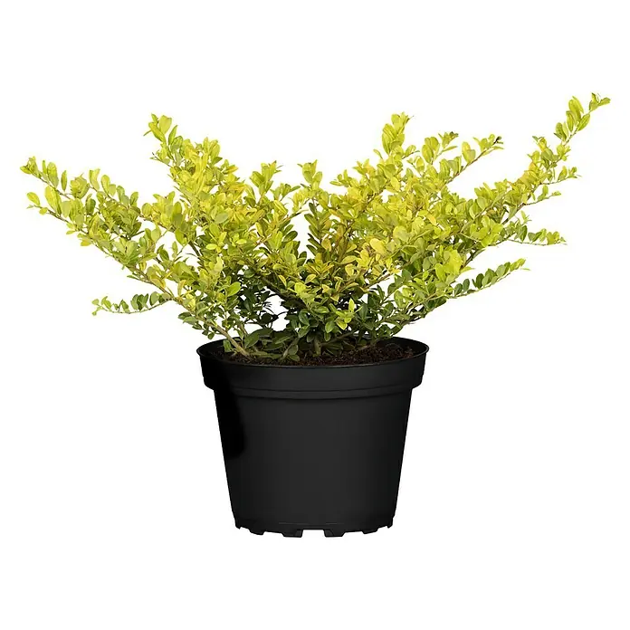 Piardino Bergilex - Ilex crenata 'Golden Gem', Topfgröße: 17 cm - Topfpflanze mit gelben Blättern.