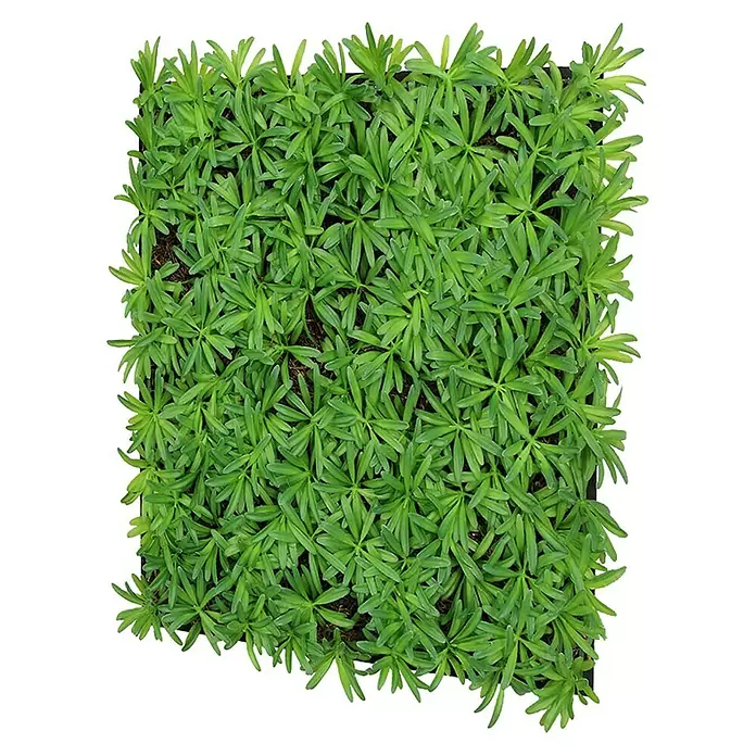 Jangal Wandpaneel Nature Design Flora - Podocarpus Tea Tree, 520 x 520 x 50 mm - Quadratische Schale mit dichten, leuchtend grünen Blattpflanzen.