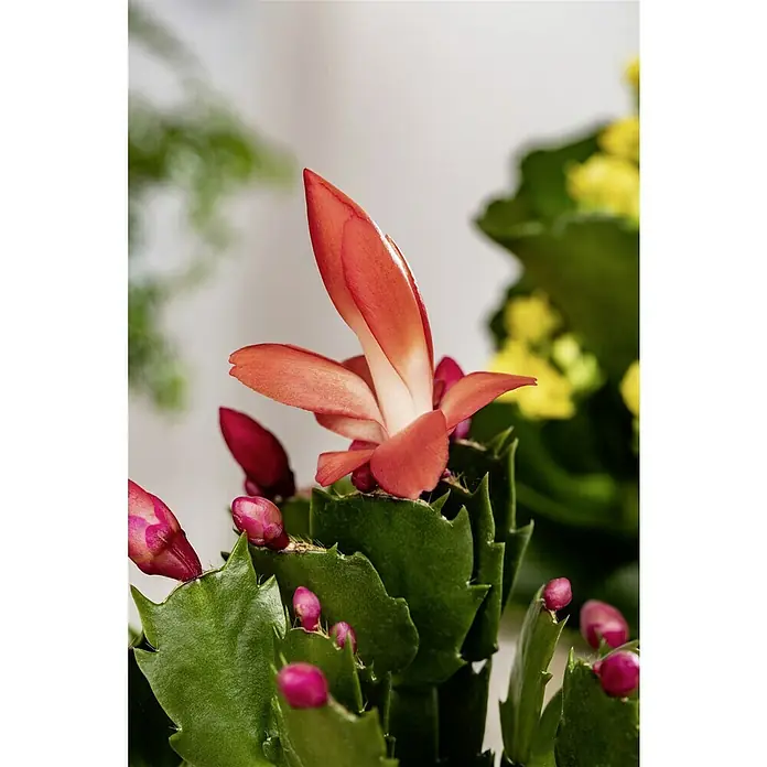 Piardino Weihnachtskaktus - Schlumbergera bridgesii, Topfgröße: 9 cm, Rosa/Rot/Weiß - Nahaufnahme einer blühenden Weihnachtskaktus-Pflanze mit roten Blüten und grünen Blättern, die eine festliche Atmosphäre verbreitet.