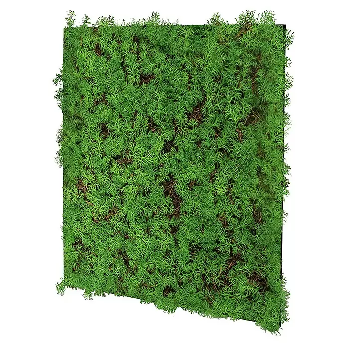 Jangal Wandpaneel Nature Design Flora - Thuja Tea Tree, 520 x 520 x 60 mm - Rechteckige Platte aus dichtem, texturiertem grünem Konservierungsmoos.