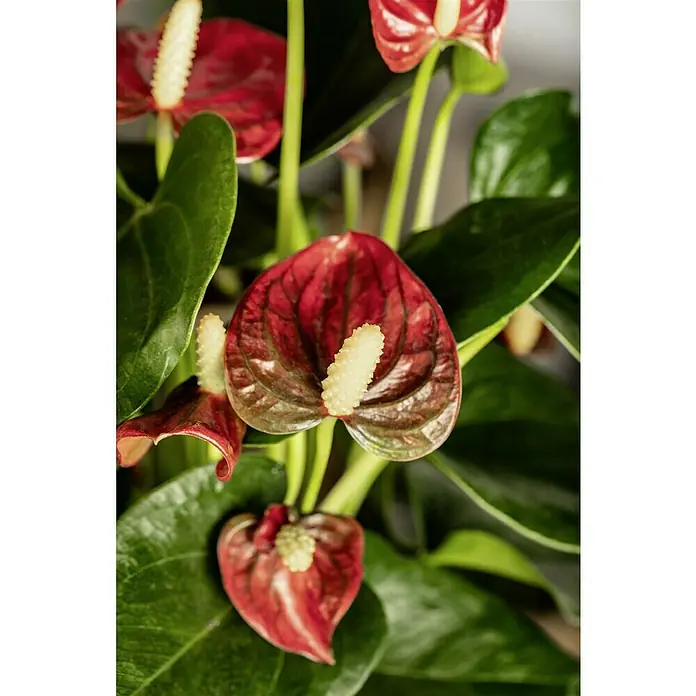Piardino FlamingoblumeAnthurium x andreanum, Dunkelrot - Nahaufnahme einer Anthurie-Pflanze mit roten Blüten und grünen Blättern.
