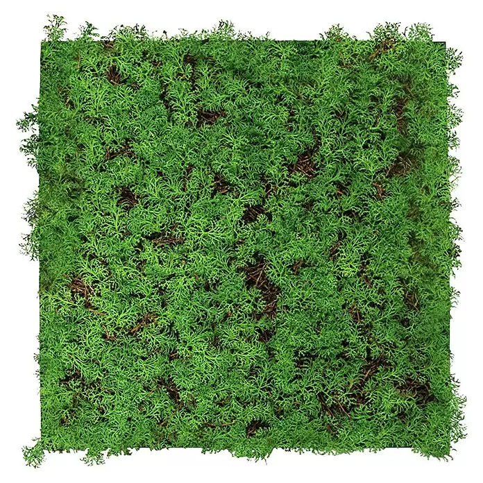 Jangal Wandpaneel Nature Design Flora - Thuja Tea Tree, 520 x 520 x 60 mm - Quadrat aus konserviertem grünem Moos für Dekozwecke.