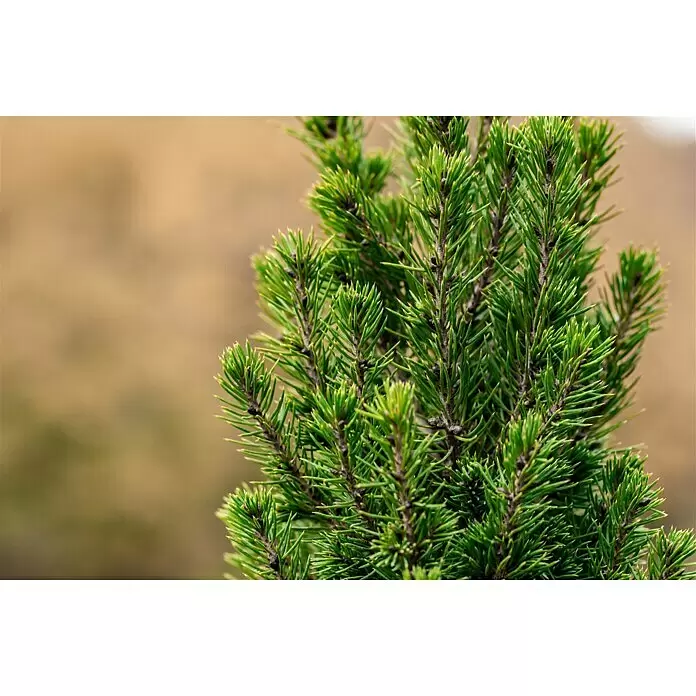 Piardino Zuckerhut-Fichte Conica - Picea glauca 'Conica', Topfgröße: 19 cm - Detailaufnahme