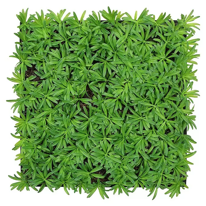 Jangal Wandpaneel Nature Design Flora - Podocarpus Tea Tree, 520 x 520 x 50 mm - Quadratisches Modul mit leuchtend grünen Setzlingen.