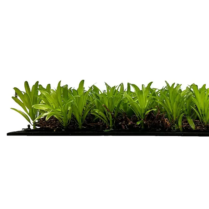 Jangal Wandpaneel Nature Design Flora - Podocarpus Tea Tree, 520 x 520 x 50 mm - Grüne Pflanzen in einer Reihe, wahrscheinlich für einen Garten oder eine Landschaftsgestaltung. Die Pflanzen sind dicht und scheinen gesund zu sein.