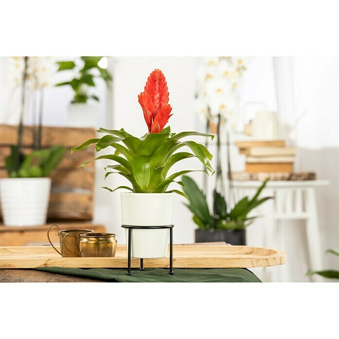 Piardino Bromelie (Bromelia, Topfgröße: 10 cm, Sortenabhängig) | BAUHAUS