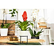 Piardino Bromelie (Bromelia, Topfgröße: 10 cm, Sortenabhängig) | BAUHAUS