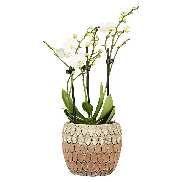 Piardino Schmetterlingsorchidee - Phalaenopsis Midi, Topfgröße: 9 cm, Rosa/Weiß/Hellgelb/Dunkelrot/Pink, Aufrecht - Vorderansicht