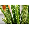 Piardino Aloe vera