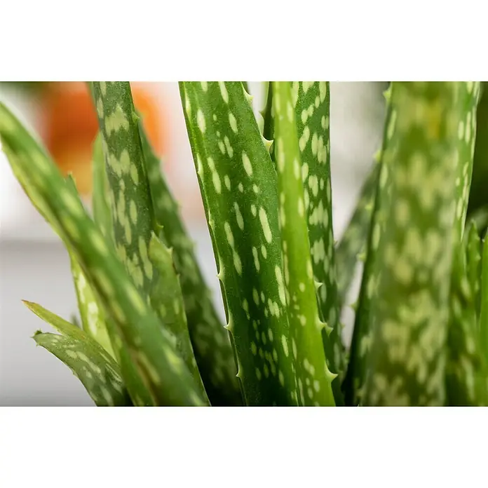 Piardino Aloe vera - Aloe Vera, Topfgröße: 12 cm - Nahaufnahme einer Aloe Vera Pflanze mit grünen Blättern und weißen Flecken, die für ihre heilenden Eigenschaften bekannt ist.