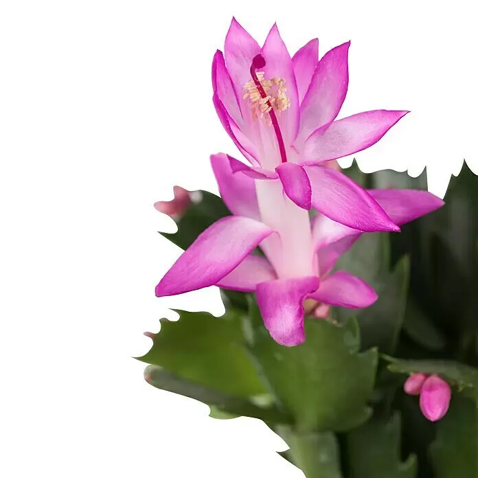 Piardino Weihnachtskaktus - Schlumbergera bridgesii, Topfgröße: 5,5 cm, Sortenabhängig - Eine leuchtend rosa Weihnachtskaktusblüte in voller Blüte, mit Staubblättern, grünen Blättern und kleinen Knospen.