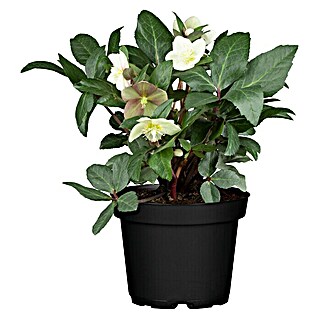 Piardino Christrose (Helleborus niger, Topfgröße: 19 cm, Sortenabhängig)