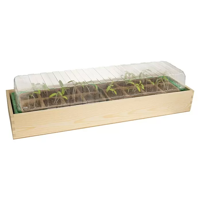 Romberg Zimmergewächshaus - 57 x 17 x 13 cm, Natur - Helle Holzanzuchtbox mit transparenter Kunststoffhaube, enthält junge grüne Pflänzchen in Torfquelltöpfen.