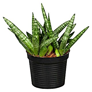 Piardino Bogenhanf (Sanseveria Cylindrica, Topfgröße: 10 cm, Gelb-Grün)