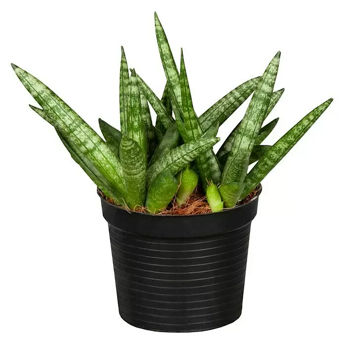 Piardino BogenhanfSanseveria Cylindrica, Topfgröße: 10 cm, Gelb-Grün