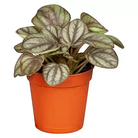 glcksfeder zamioculcas zamiifolia Glcksfeder (Zamioculcas)