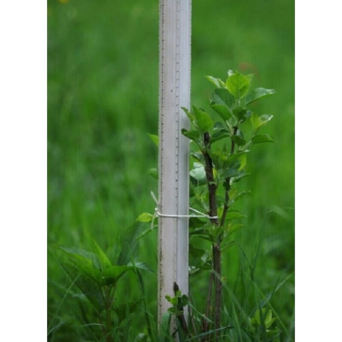 Kol za drevesa  (Premer: 5 cm, Višina: 165 mm) | 7407 - Metall Spaliere/Stäbe/Staudenhalter | IAGA - Metallzaun | IAG - Außenbereichsausstattung | IA - Gartenhartware | I - Stadtgarten | BAUHAUS