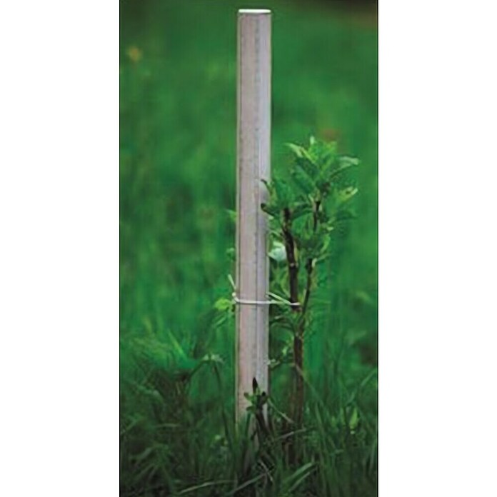 Palica za rastlino  (Višina: 150 cm, Širina: 5 cm) | 7407 - Metall Spaliere/Stäbe/Staudenhalter | IAGA - Metallzaun | IAG - Außenbereichsausstattung | IA - Gartenhartware | I - Stadtgarten | BAUHAUS