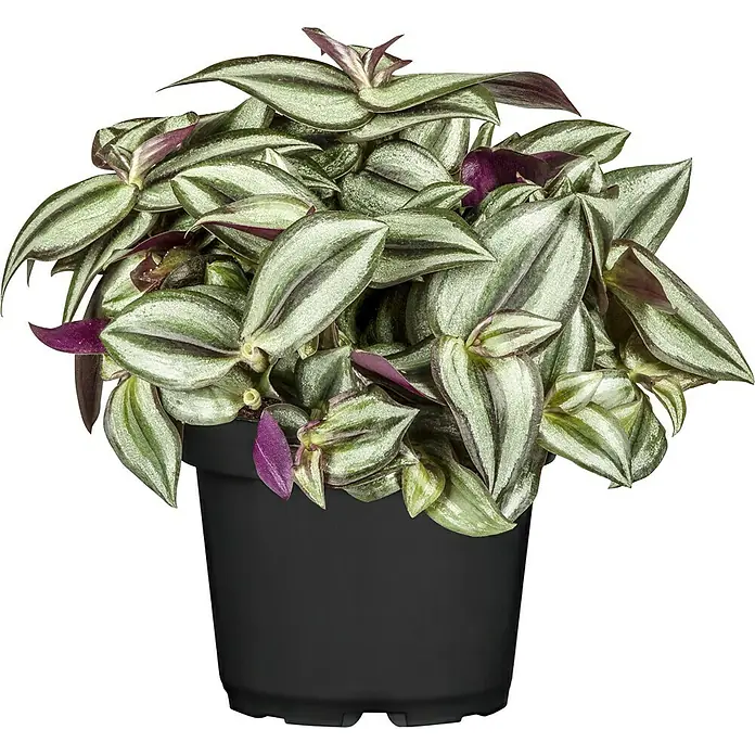 Piardino Zimmerpflanzen-Mix - Verschiedene Grünpflanzen, Topfgröße: 12 cm - Zimmerpflanze Tradescantia zebrina in einem schwarzen Topf, die mit ihren gestreiften Blättern und violetten Akzenten auffällt.
