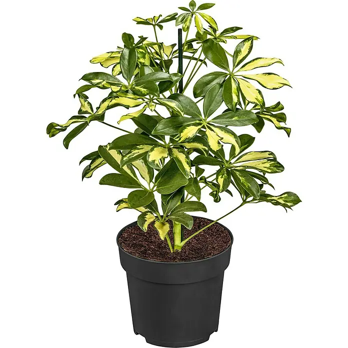 Piardino Zimmerpflanzen-Mix - Verschiedene Grünpflanzen, Topfgröße: 12 cm - Die Schefflera Arboricola 'Gold Capella' Zimmerpflanze im schwarzen Topf, mit ihren grün-gelben Blättern, bringt einen Hauch von Natur in jeden Raum.