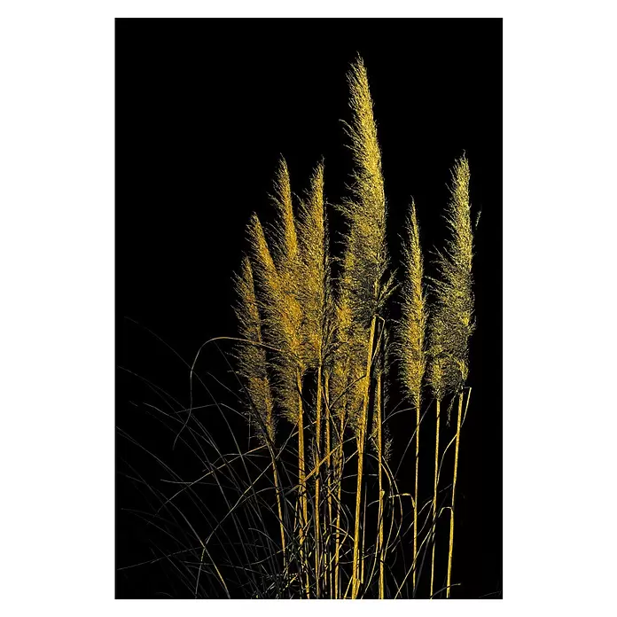 Glasbild - Pampagras, B x H: 30 x 40 cm - Goldene, federartige Pampasgraswedel.