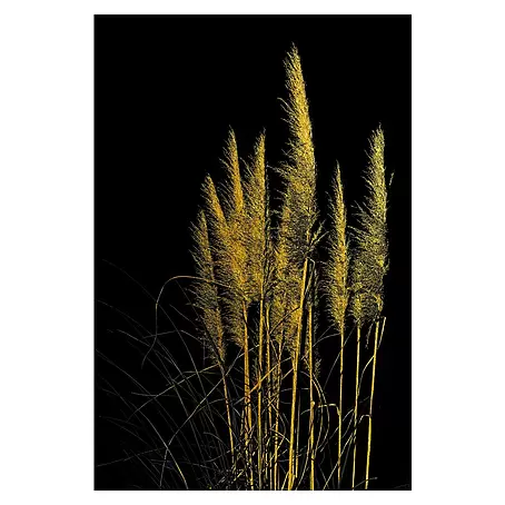 Glasbild