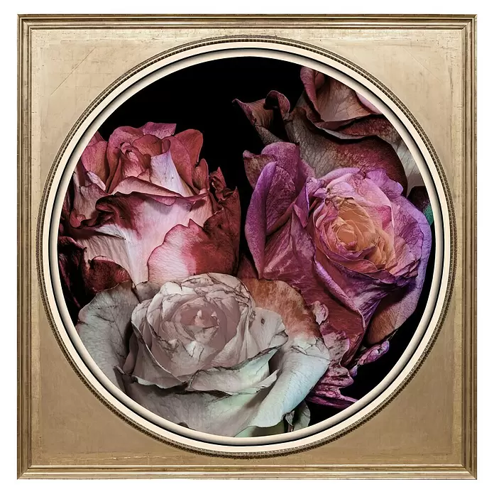 Glasbild - Rosen, B x H: 40 x 40 cm - Goldfarbener quadratischer Rahmen mit runder Öffnung, der gealterte Rosen auf dunklem Hintergrund zeigt.