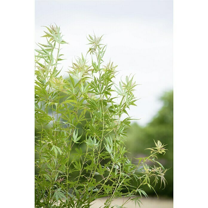 Acer palmatum 5 i.S.gem.