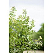 Acer palmatum 5 i.S.gem.