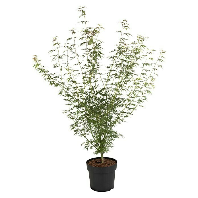 Acer palmatum 5 i.S.gem.