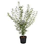 Acer palmatum 5 i.S.gem.