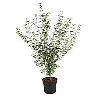 Piardino Fächerahorn (Acer palmatum, Topfvolumen: 5 l)