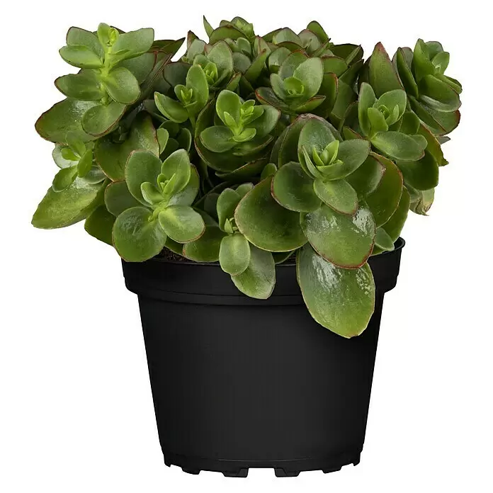 Piardino Garten-Fettblatt - Sedum ewersii, Topfgröße: 13 cm, Rosa - Vorderansicht