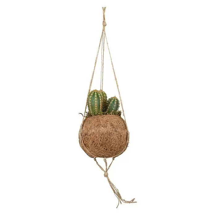 Piardino Kaktus Kokodama - Cactus, Topfgröße: 10 cm - Hängender kugelförmiger Topf aus Naturfasern mit zwei grünen Kakteen, aufgehängt an Juteseilen.