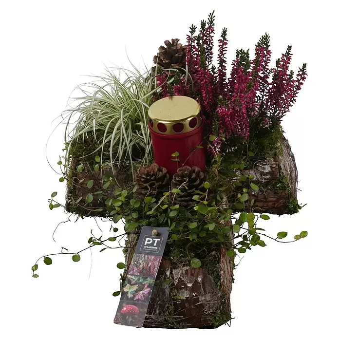 Piardino Grabgesteck Kreuz - Dekoriert - Kreuzförmiger Grabschmuck aus Rinde, verziert mit lila Heidekraut, buntem Gras, kleinen grünen Ranken, Tannenzapfen und einer roten Grablaterne mit goldenem Deckel.