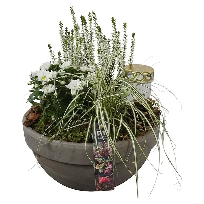 Piardino Grabschale - Dekoriert - Graue Pflanzenschale mit weißen Blüten, buntem Gras und einer goldenen Kerze.