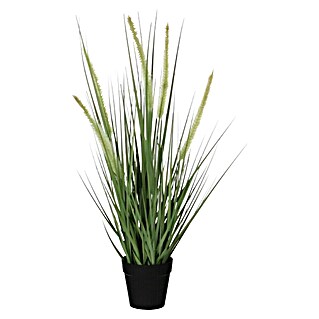 Okrasna trava Dogtail (Višina: 53 cm)