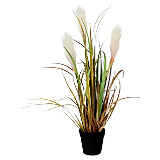 Okrasna trava (Višina: 53 cm)
