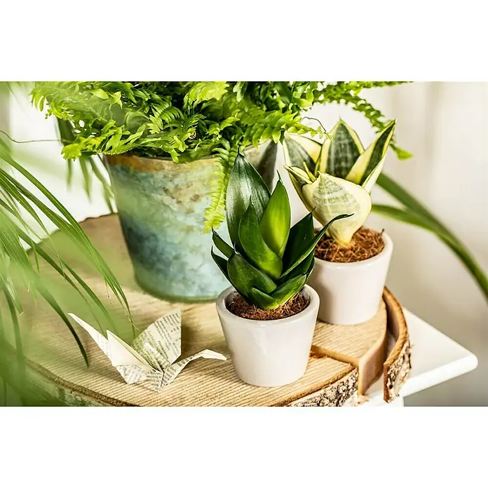 Piardino Bogenhanf MinisSansevieria, Topfgröße: 7 cm, Gelb-Grün - Verschiedene Topfpflanzen, darunter Sansevieria, arrangiert auf einem Holztablett mit Origami-Kranich, für eine natürliche Dekoration.
