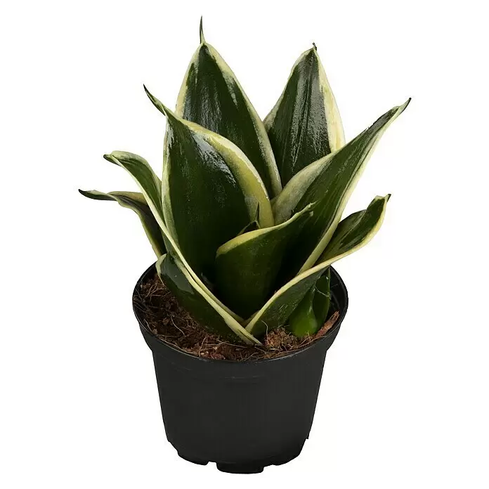 Piardino Bogenhanf MinisSansevieria, Topfgröße: 7 cm, Gelb-Grün