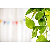 Piardino Efeutute Ampel (Epipremnum aureum) | BAUHAUS