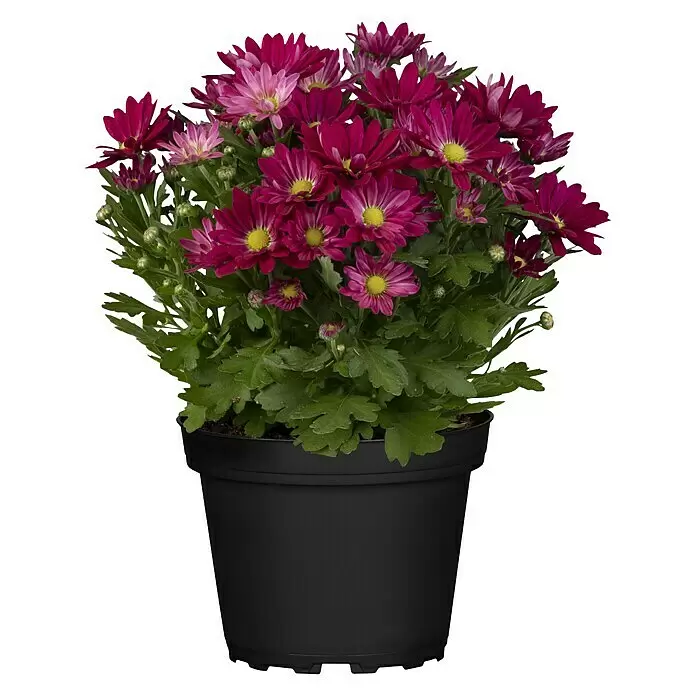 Piardino Herbst-Chrysantheme Swifty - Dendranthema indicum, Topfgröße: 12 cm, Sortenabhängig - Eine Topfpflanze mit leuchtend violetten und magentafarbenen Blüten in einem schwarzen Topf.