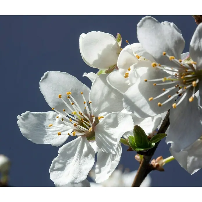 Piardino Pflaumenbaum - Prunus domestica, Topfvolumen: 7 l, Erntezeit: August - Nahaufnahme von zarten, weißen Blüten mit gelben Staubgefäßen vor einem unscharfen, dunklen Hintergrund, die die Schönheit der Kirschblüte hervorheben.