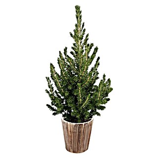 Piardino Zuckerhut-Fichte (Picea glauca conica, Topfgröße: 17 cm)