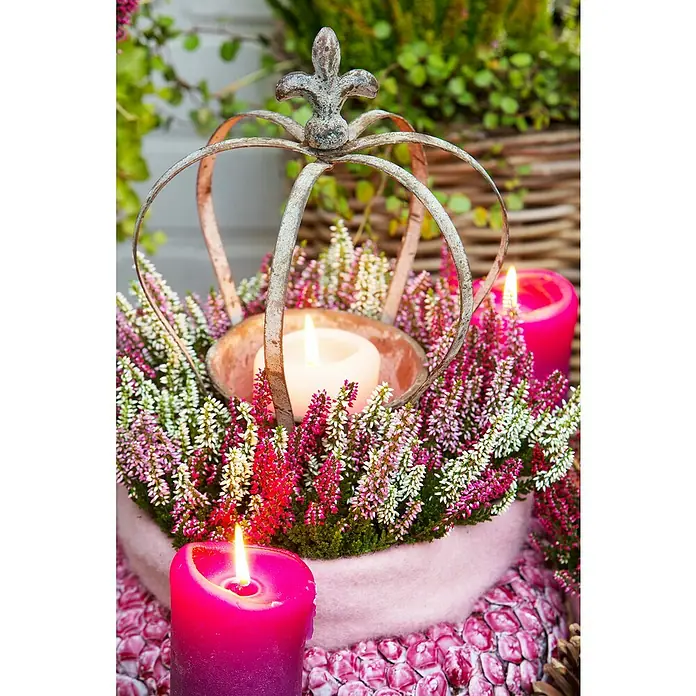 Besenheide Beauty Lady in Farben gemischt - Calluna vulgaris, Topfgröße: 13 cm - Kerzenarrangement mit Heidekraut und einer dekorativen Krone, das eine warme und gemütliche Atmosphäre schafft.