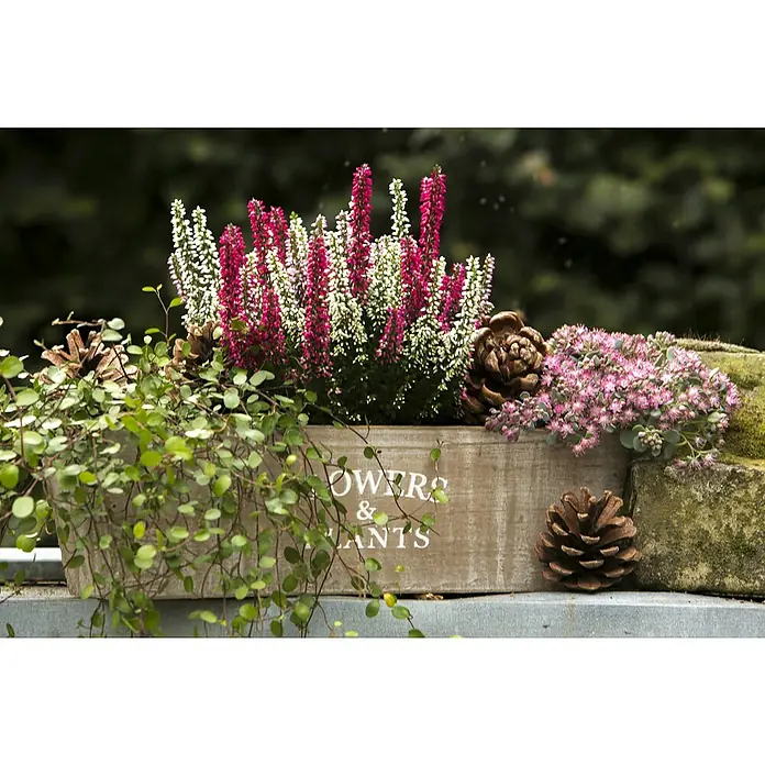 Besenheide Beauty Lady in Farben gemischt - Calluna vulgaris, Topfgröße: 13 cm - Ein Holzkasten voller Pflanzen. Verschiedene Blumen, Pflanzen und Tannenzapfen. Der Holzkasten hat einen Aufdruck mit "Flowers & Plants".